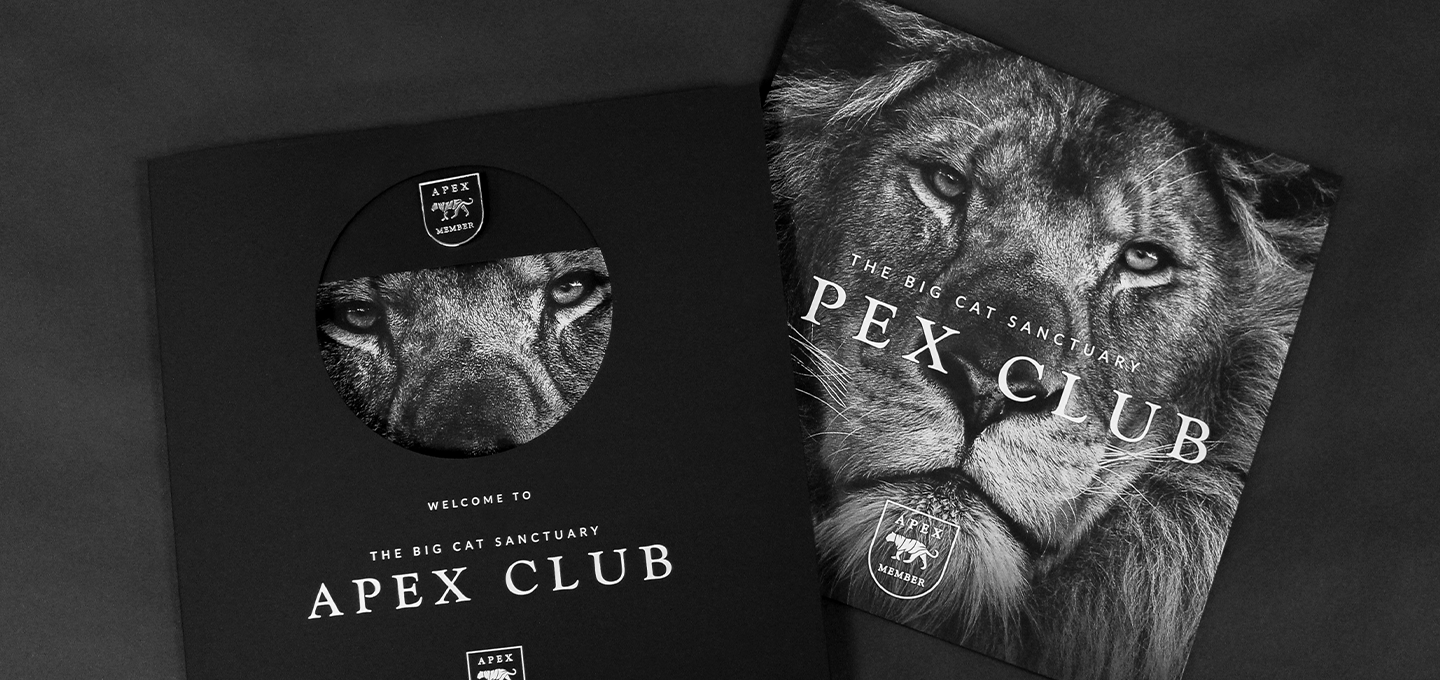 lion with the logo